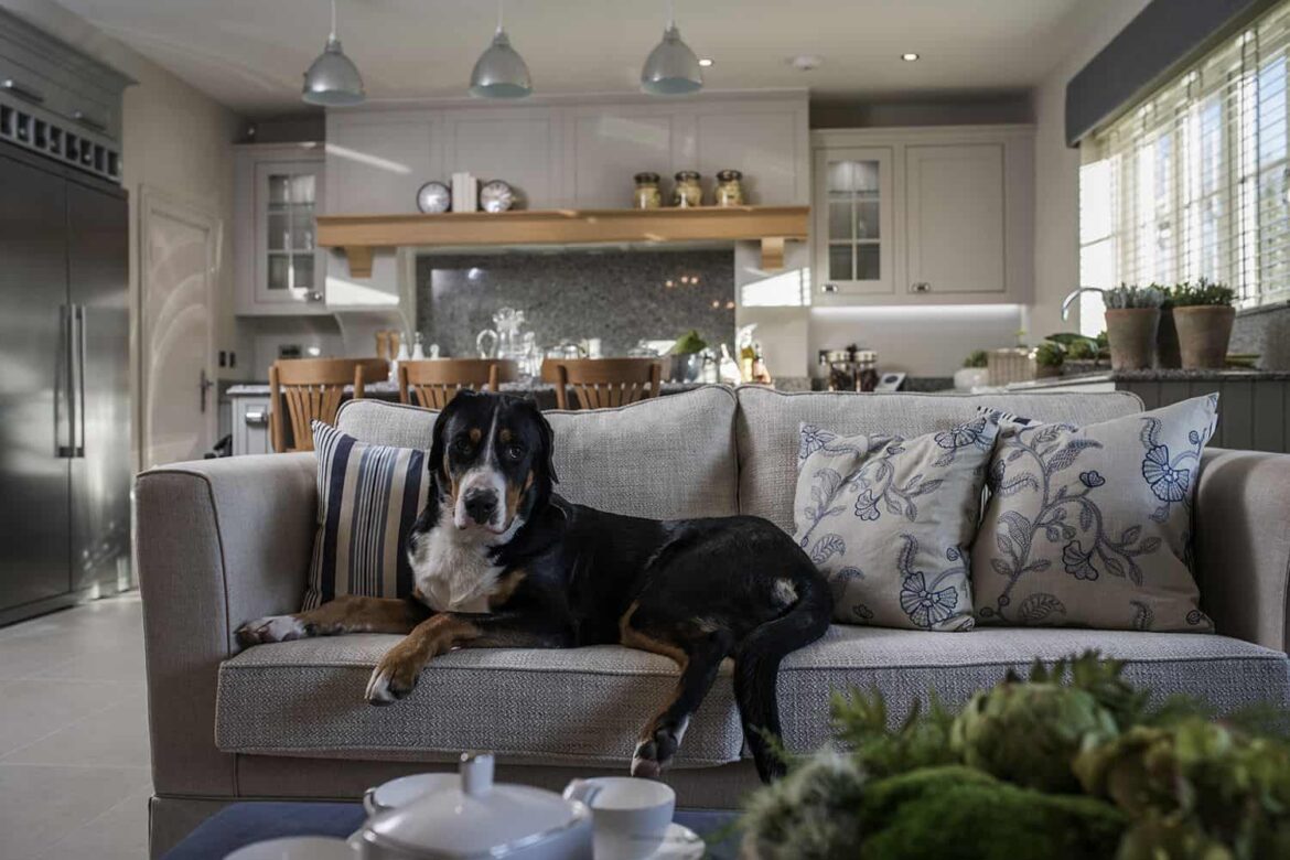 How to Pick Pet-Friendly Furniture?