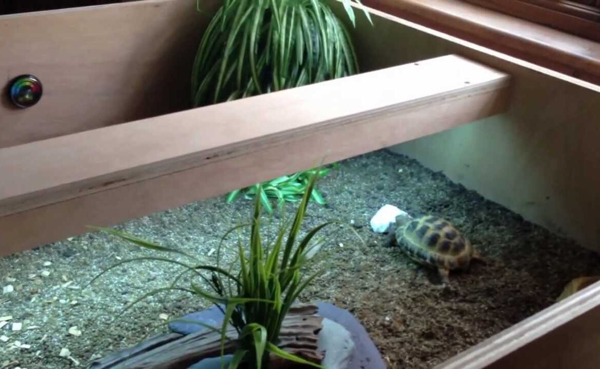Setting Up a Tortoise Table